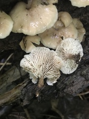 Lentinellus micheneri