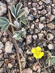 Potentilla concinna