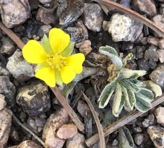 Potentilla concinna