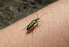 Chrysanthia reitteri