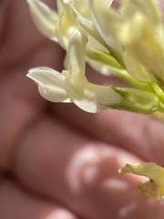 Astragalus beckwithii
