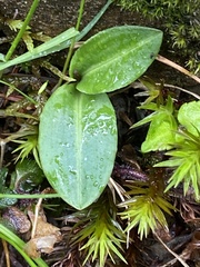 Platanthera brevicalcarata