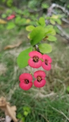 Euphorbia splendens
