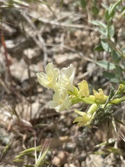 Astragalus beckwithii