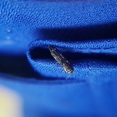 Agrilus obsoletoguttatus