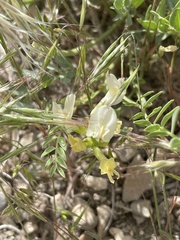 Astragalus beckwithii