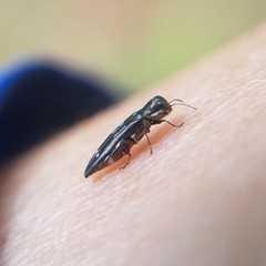 Agrilus obsoletoguttatus