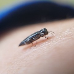 Agrilus obsoletoguttatus