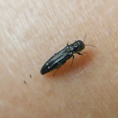 Agrilus obsoletoguttatus