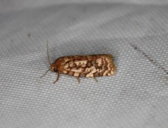 Choristoneura houstonana