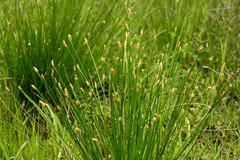 Eleocharis blakeana
