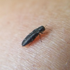 Agrilus obsoletoguttatus