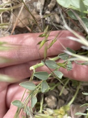 Astragalus beckwithii