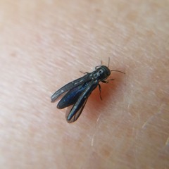 Agrilus obsoletoguttatus
