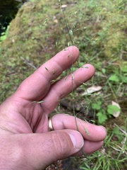 Poa kelloggii