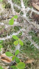Euphorbia splendens
