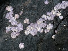 Nesochthamalus intertextus