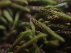 Lescuraea radicosa radicosa