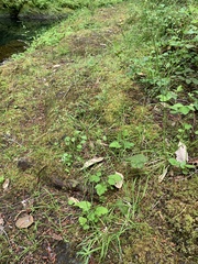 Poa kelloggii