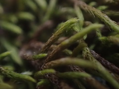 Lescuraea radicosa radicosa