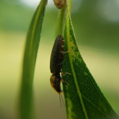 Limonius auripilis