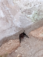 Peropteryx