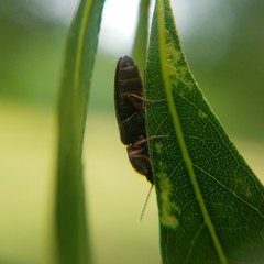 Limonius auripilis