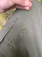 Poa kelloggii