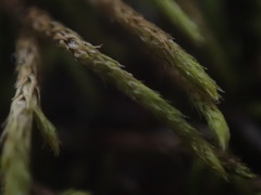 Lescuraea radicosa radicosa