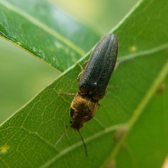 Limonius auripilis