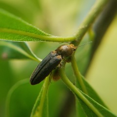Limonius auripilis