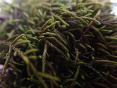 Lescuraea radicosa radicosa