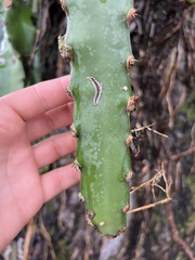 Selenicereus spinulosus
