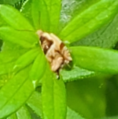 Ancylis metamelana