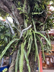 Selenicereus spinulosus