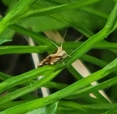 Ancylis metamelana