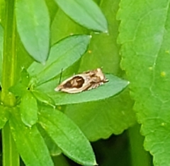Ancylis metamelana