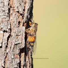 Pauropsalta borealis
