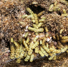 Isaurus tuberculatus