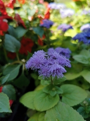 Ageratum