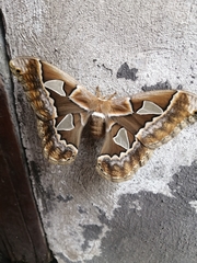 Rothschildia orizaba