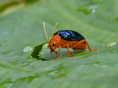 Chrysomelidae