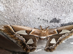 Rothschildia orizaba