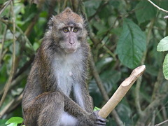 Macaca fascicularis philippensis