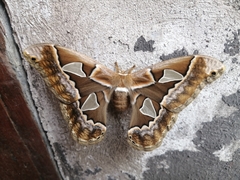 Rothschildia orizaba