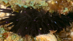 Echinometra oblonga