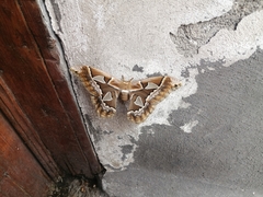 Rothschildia orizaba