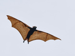 Pteropus vampyrus