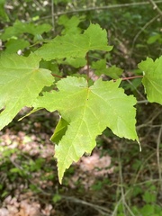 Acer rubrum