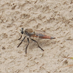 Eccritosia rubriventris